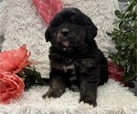 Chief - Male Bernese Mountain Dog Puppy for Sale - Photo #2