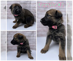 Small Photo #3 Malinois Puppy For Sale in OXNARD, CA, USA