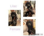 Small Photo #4 Poodle (Standard) Puppy For Sale in WINTON, CA, USA