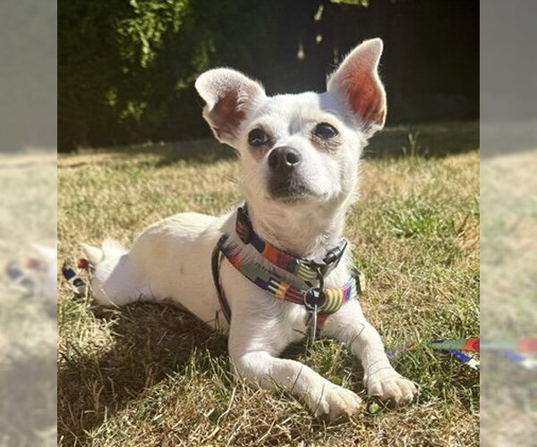 Medium Photo #2 Chihuahua-Unknown Mix Puppy For Sale in Bellevue, WA, USA