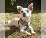 Small #1 Chihuahua Mix