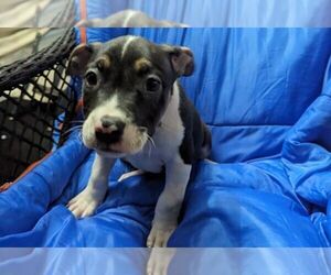 American Bully Puppy for sale in FORT VALLEY, GA, USA