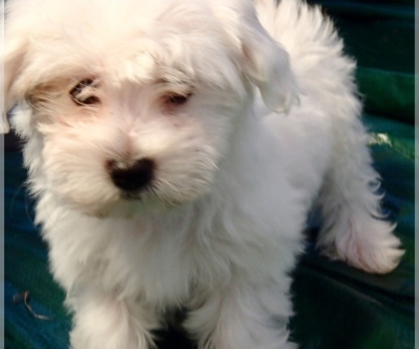 Medium Photo #3 Havanese Puppy For Sale in FENTON, MO, USA