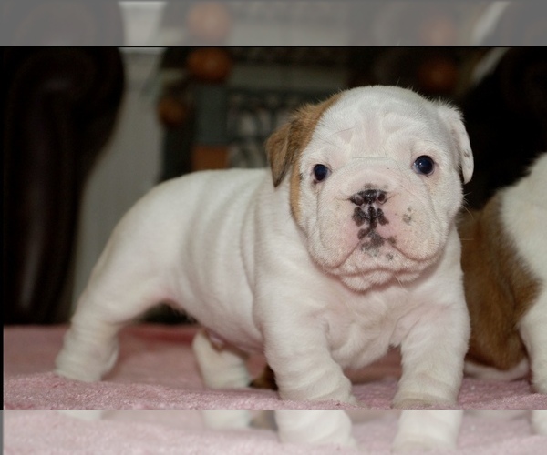 Medium Photo #7 English Bulldog Puppy For Sale in NORCO, CA, USA