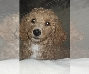 Poodle (Standard) Puppy for sale in EAST ORCHARD MESA, CO, USA