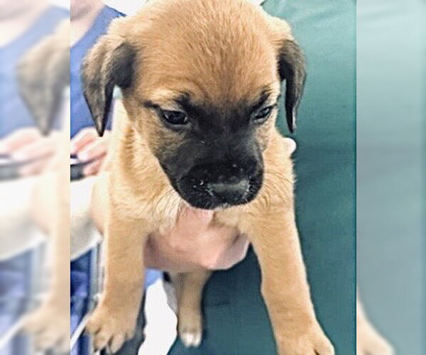 Medium Photo #2 Plott Hound-Unknown Mix Puppy For Sale in Houston, TX, USA