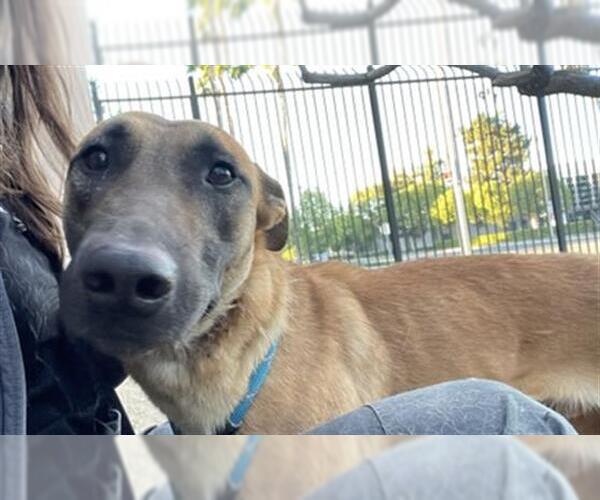 Medium Photo #1 Mutt Puppy For Sale in Redlands, CA, USA