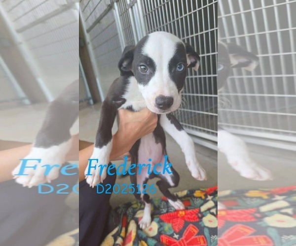 Medium Photo #10 American Pit Bull Terrier-Border Collie Mix Puppy For Sale in Princeton, MN, USA