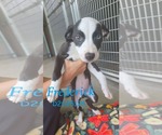 Small #9 American Pit Bull Terrier-Border Collie Mix