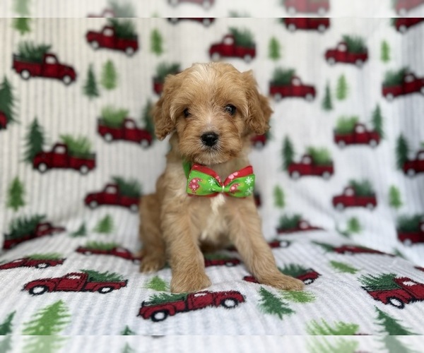 Medium Photo #1 Cavapoo Puppy For Sale in LAKELAND, FL, USA