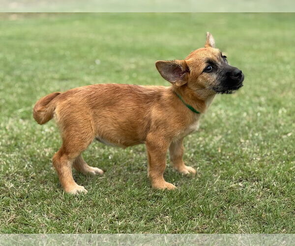 Medium Photo #2 Mutt Puppy For Sale in PIPE CREEK, TX, USA