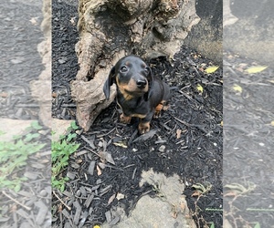 Dachshund Puppy for sale in NIANGUA, MO, USA