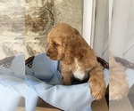 Puppy Buddy Cockalier