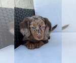 Small Photo #2 Dachshund Puppy For Sale in BEECH GROVE, IN, USA