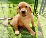 Puppy Avocado Green Golden Retriever