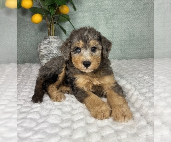 Medium Photo #5 Bernedoodle (Miniature) Puppy For Sale in FRANKLIN, IN, USA