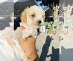 Small #2 Poodle (Toy)