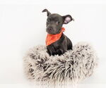 Small #2 Chihuahua Mix