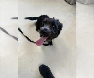 Mutt Dogs for adoption in Santa Cruz, CA, USA
