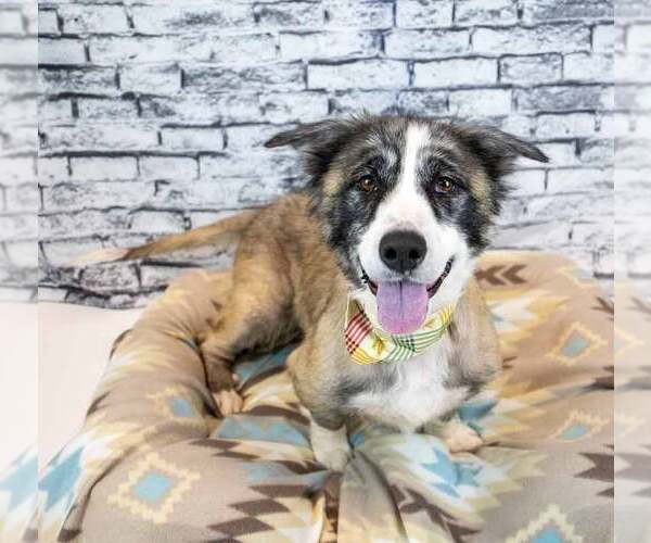 Medium Photo #3 Basset Hound-Collie Mix Puppy For Sale in Kennesaw, GA, USA