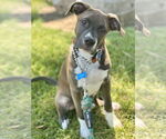 Small American Pit Bull Terrier Mix