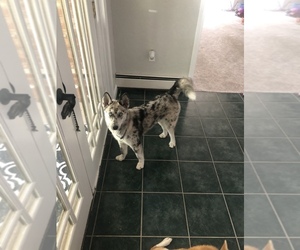 Australian Shepherd-Siberian Husky Mix Puppy for sale in E BROOKFIELD, MA, USA