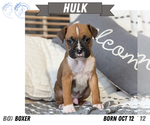 Puppy Hulk Boxer