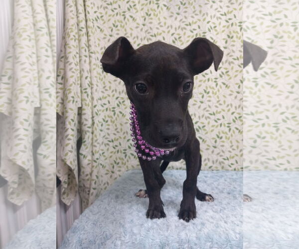 Medium Photo #3 Mutt Puppy For Sale in Murfreesboro, NC, USA