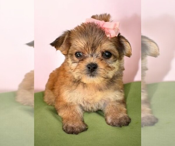 Medium Photo #2 Morkie Puppy For Sale in MIRAMAR, FL, USA