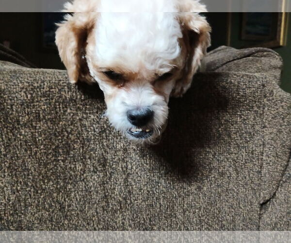 Medium Photo #3 Shih-Poo Puppy For Sale in Garner, NC, USA