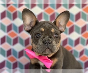 French Bulldog Puppy for sale in LANCASTER, PA, USA