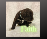 Puppy Faith Portuguese Water Dog
