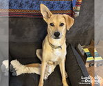 Small #12 Collie-Retriever  Mix