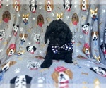 Small Cavapoo