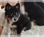 Small Photo #6 Pomsky Puppy For Sale in SAN DIEGO, CA, USA