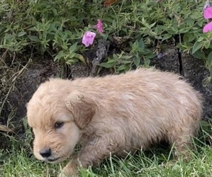 Golden Retriever-Poodle (Toy) Mix Puppy for Sale in HOLLAND, Michigan USA