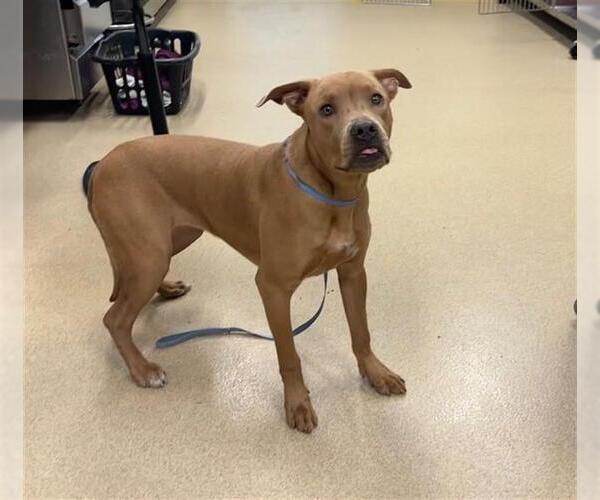 Medium Photo #1 American Staffordshire Terrier-Unknown Mix Puppy For Sale in Grand Prairie, TX, USA