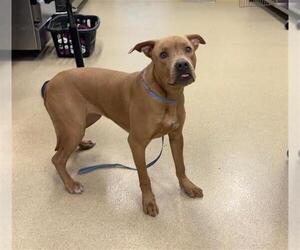 American Staffordshire Terrier-Unknown Mix Dogs for adoption in Grand Prairie, TX, USA