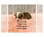 Small Photo #4 Pembroke Welsh Corgi Puppy For Sale in DERIDDER, LA, USA