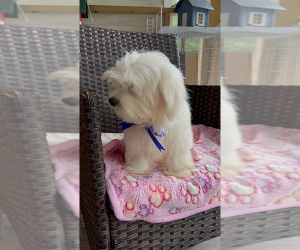 Medium Photo #5 Maltese Puppy For Sale in RALEIGH, NC, USA