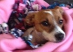 Small Photo #1 Jack Russell Terrier Puppy For Sale in NORTH ANDOVER, MA, USA