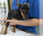 Small Miniature Pinscher Mix