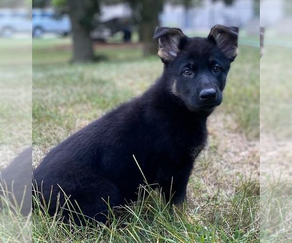 Medium Photo #2 German Shepherd Dog Puppy For Sale in DE PERE, WI, USA