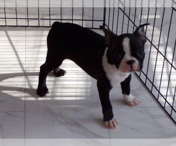 Medium Photo #8 Boston Terrier Puppy For Sale in MONROE, NH, USA