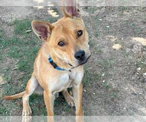 Chow Chow-Unknown Mix Dogs for adoption in Waco, TX, USA