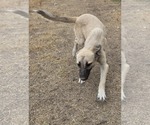 Small #2 Mutt