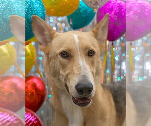 WYLIE - Male Collie-Unknown Mix Dog for Adoption - Photo #4