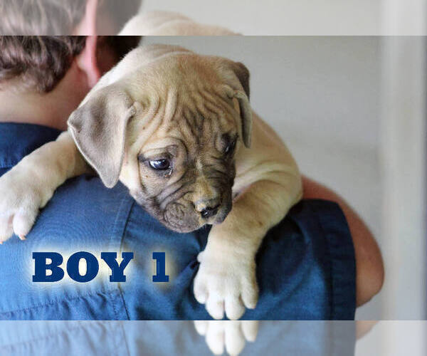 Medium Photo #21 American Bulldog Puppy For Sale in PARIS, TN, USA