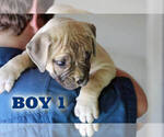 Small #20 American Bulldog