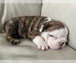 Small Photo #5 English Bulldog Puppy For Sale in ARNOLD, MO, USA